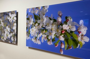 Two photographs depicting white flowers on the wall of the Pennsylvania Hospital PETU